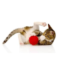 Cat toys and scratching Items