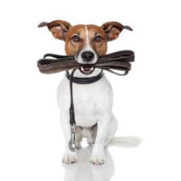Collars, harness, leashes and muzzles