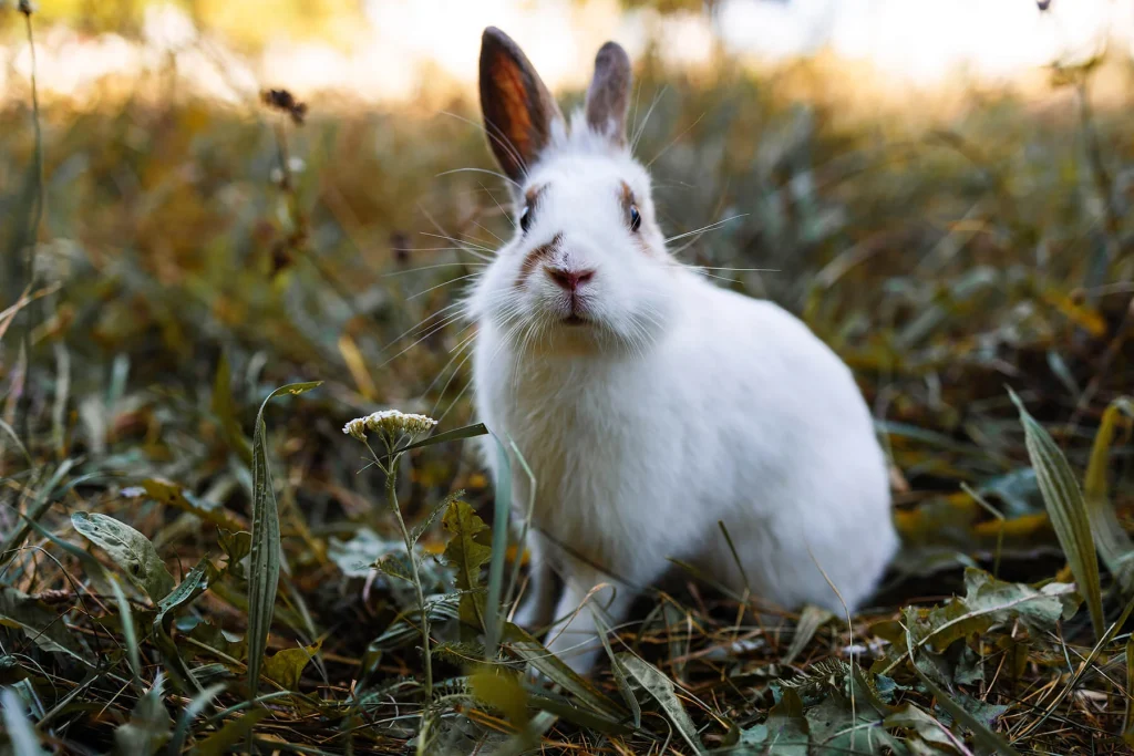 cute little rabbit on grass with natural bokeh as 2023 11 27 05 36 50 utc