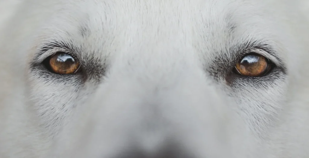 Fleke oko očiju belih pasa 3 eyes of white dog 2023 11 27 05 21 04 utc