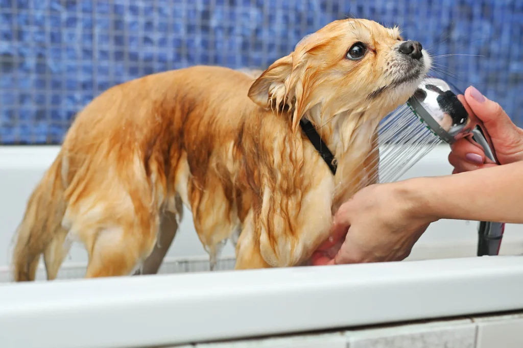 Kupanje pasa i mačaka 8 groomer bathes a pomeranian dog in the shower at a 2024 02 06 22 39 11 utc