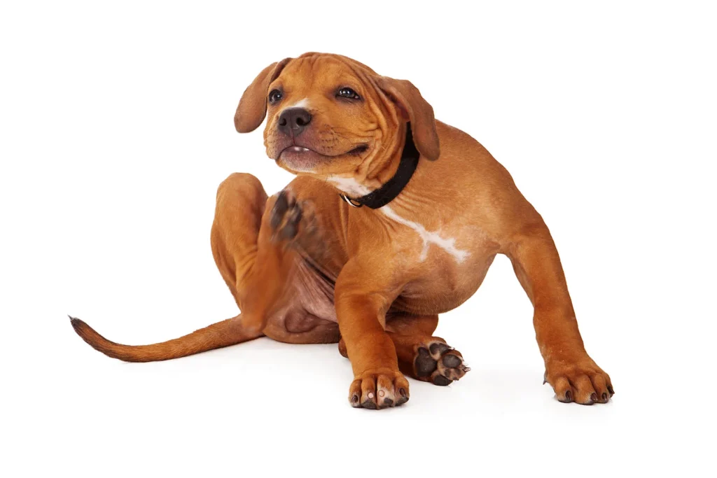 Buve kod pasa i mačaka 9 pit bull puppy scratching 2023 11 27 05 19 45 utc