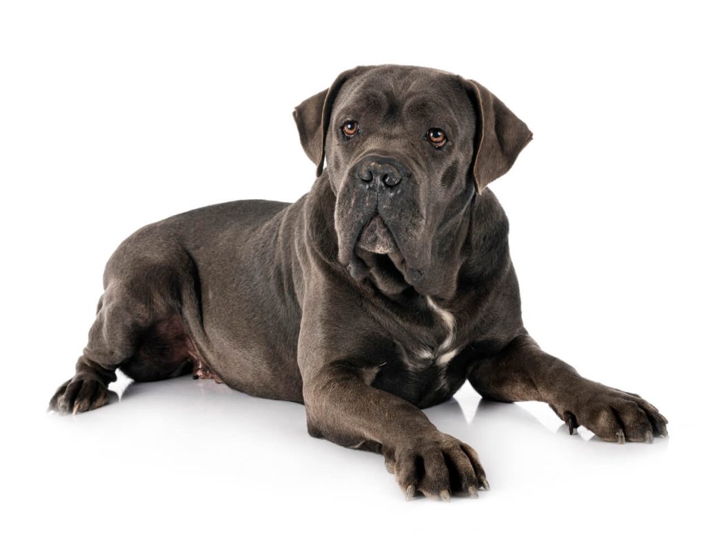 Siva Cane corso ženka leži sa podignutom glavom. 
