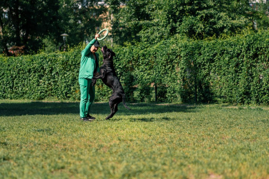Žena trenira odraslog psa cane corso-a