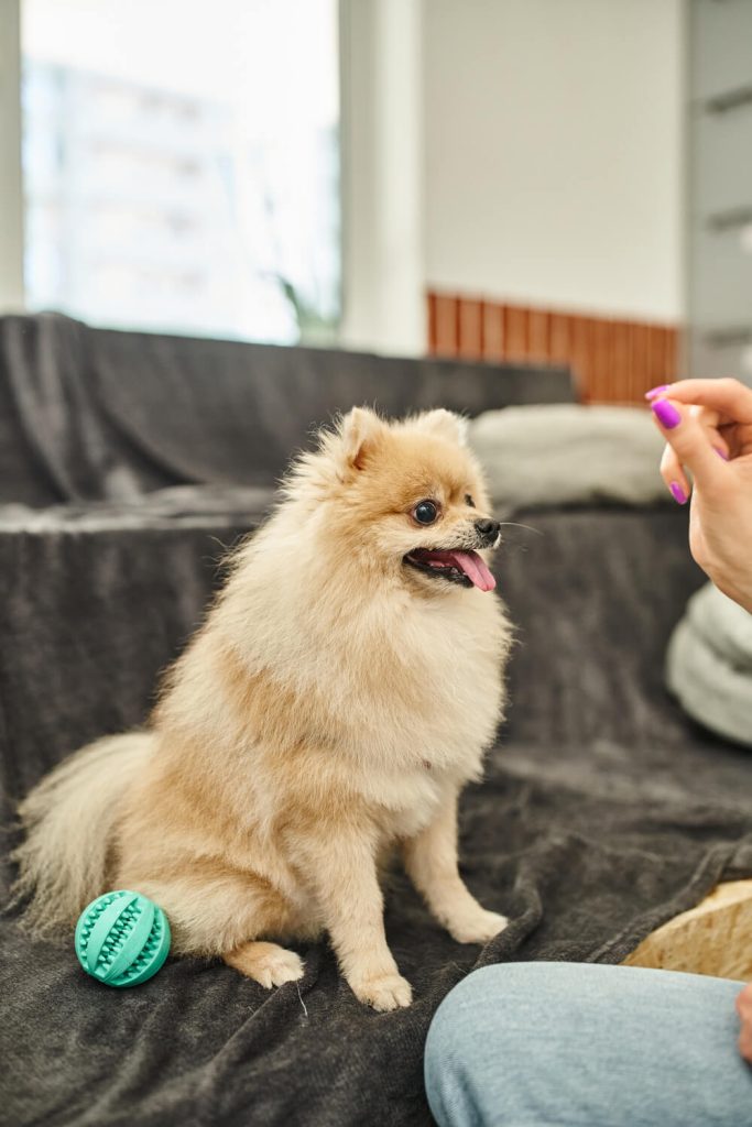 pomeranac – kompletan vodič o najslađoj rasi pasa 3 pomeranac sedi i čeka poslasticu