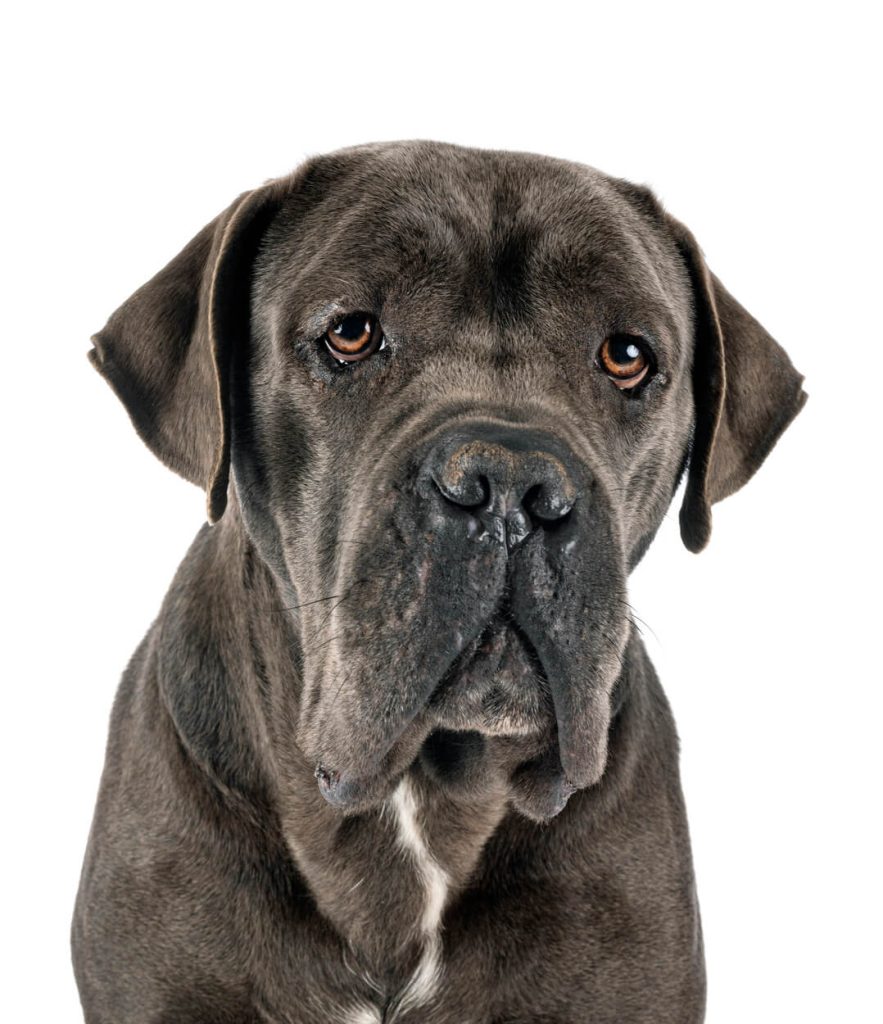 Portret odrasle sive ženke cane corsa