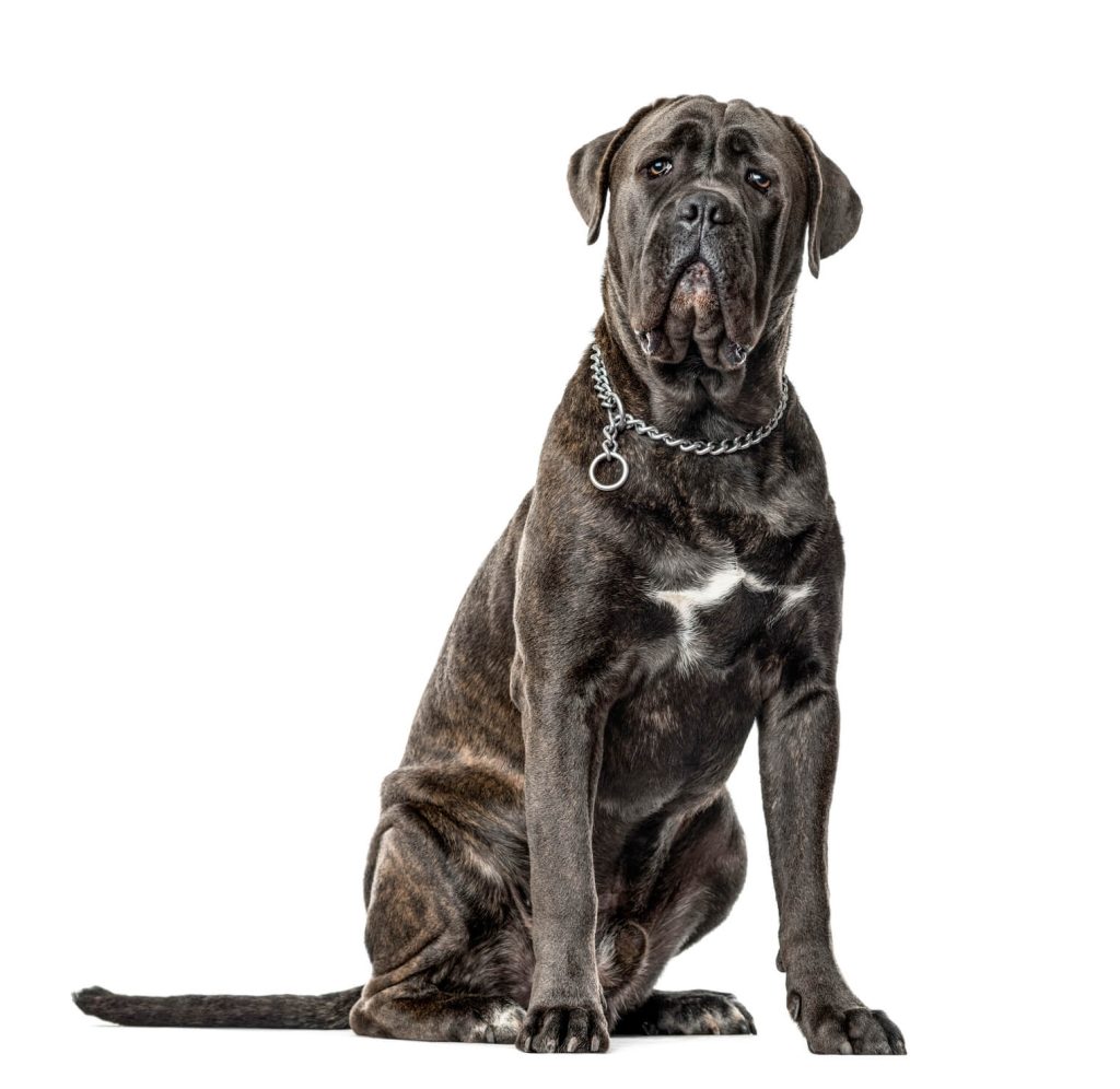 Cane corso tigrasti odrasli mužjak sedi 