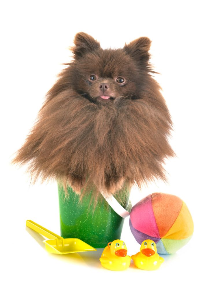pomeranac – kompletan vodič o najslađoj rasi pasa 6 pomeranian in studio 2023 11 27 05 17 38 utc 1 1