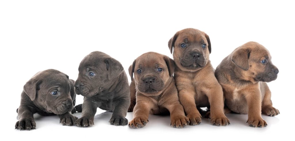 Pet štenaca cane corsa leže ili sede dok poziraju