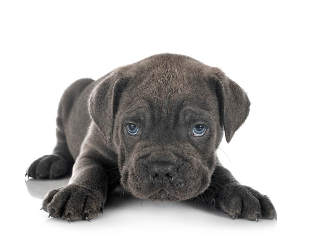 Štene sivog cane corso sa plavim očima leži.