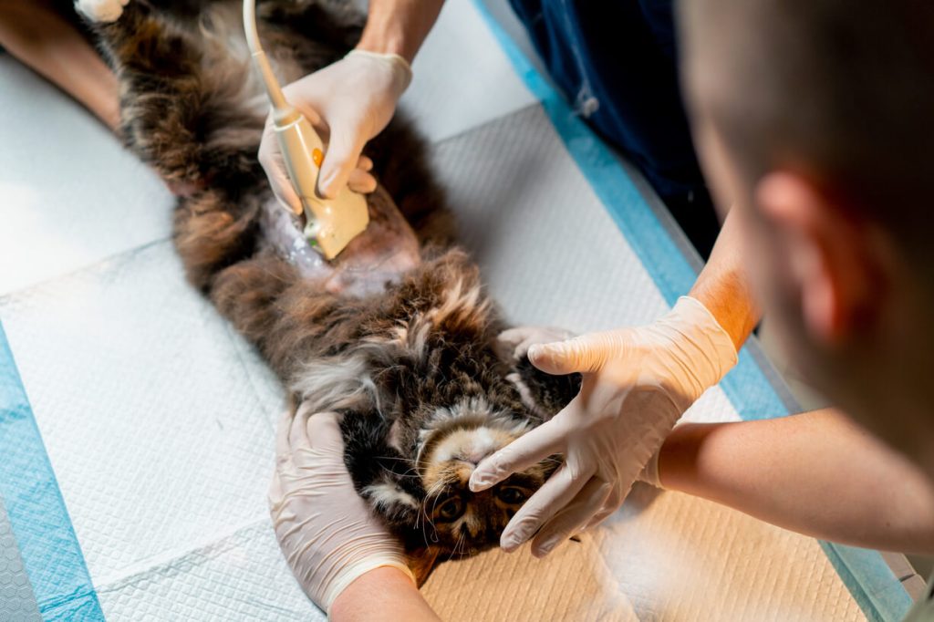 Veterinar pregleda abdomen mace ultrazvukom dok je vetrinarski tehničar drži.