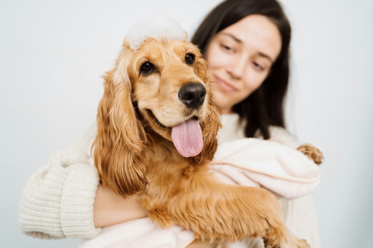 shop 37 lovely woman taking care of her dog at home in the bathroom pets hygiene