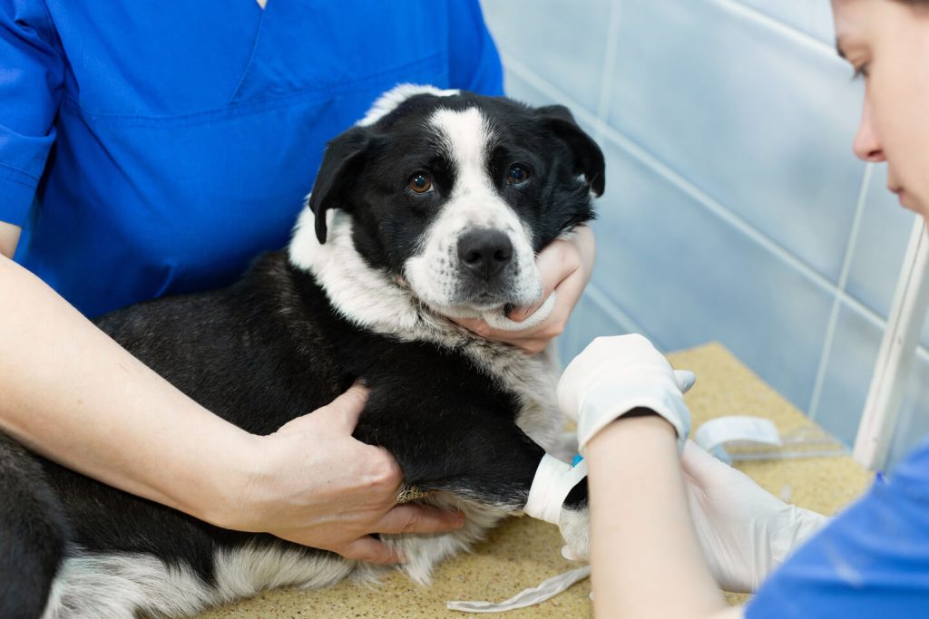vet puts a catheter on the dog at the veterinary c 2024 08 08 07 46 28 utc 1 1