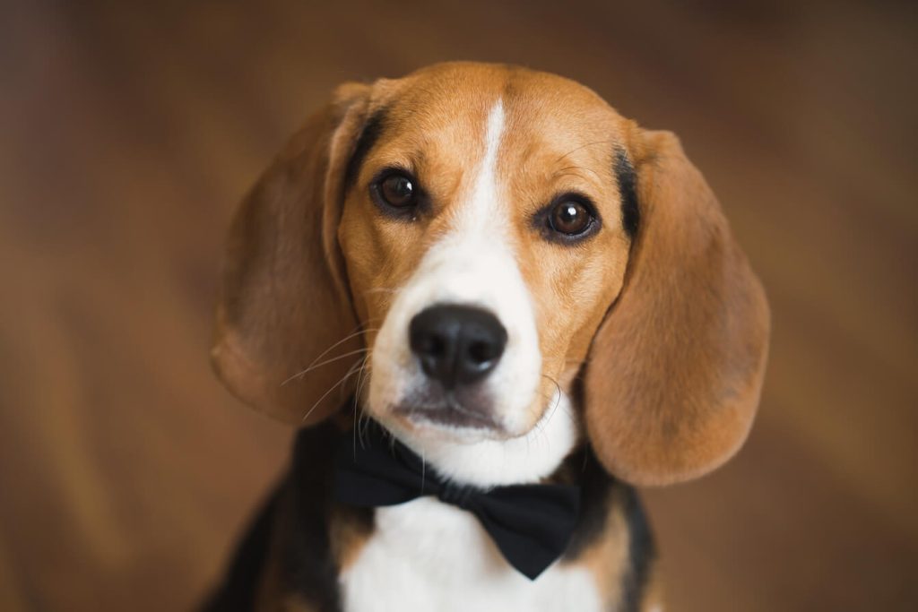a smart dog in a bow tie at a wedding 2024 08 08 06 18 21 utc 2 2