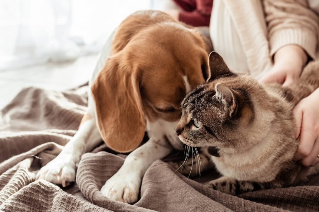 Bigl se mazi sa mačkom