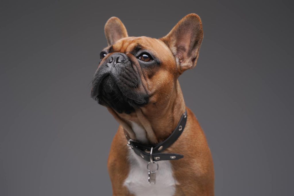 Portret braon Francuskog buldoga