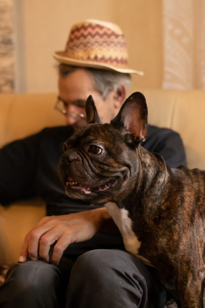 Francuski buldog sedi kraj svog vlasnika
