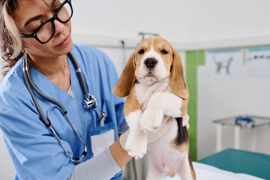 vet palpating cute beagle pup 2023 11 27 05 22 48 utc 3 1 1