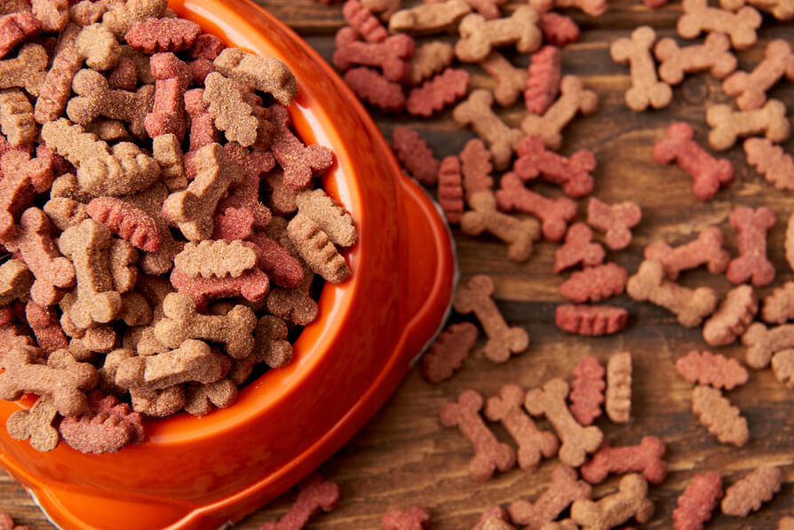 selective focus of plastic bowl with pile of dog f 2024 11 19 11 20 32 utc 1 2 1