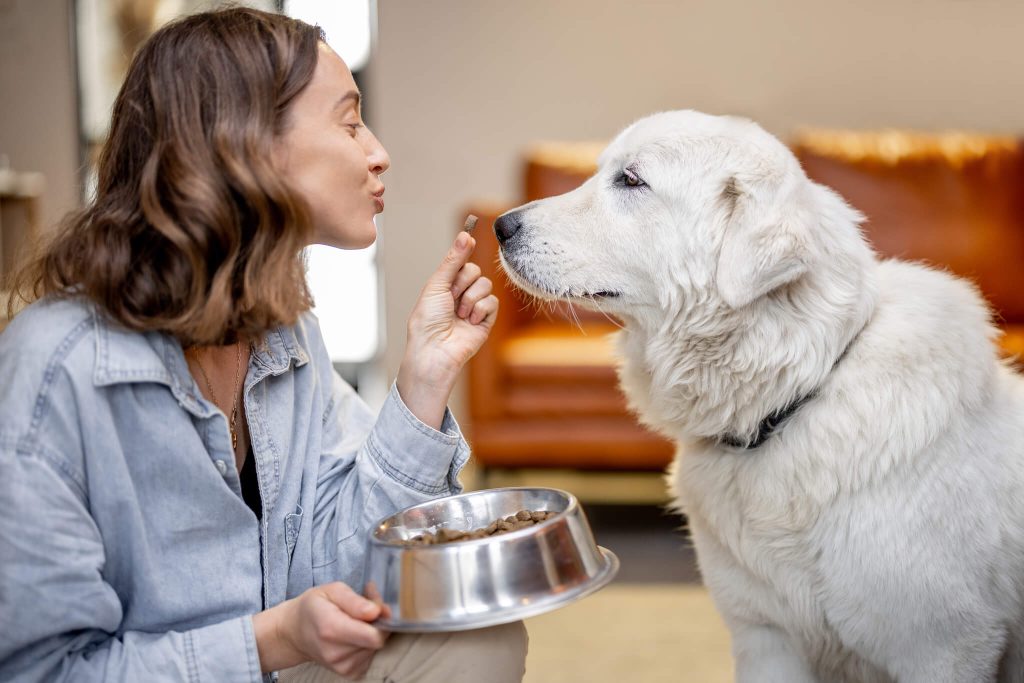 woman feeding a dog with dry food 2023 11 27 05 30 18 utc 1 1