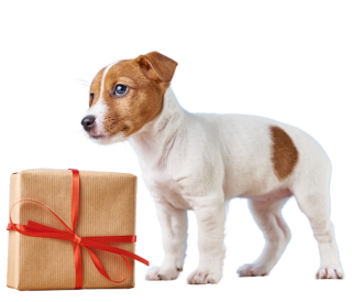 shop 22 happy dog club pet shop uvek aktuelne akcije