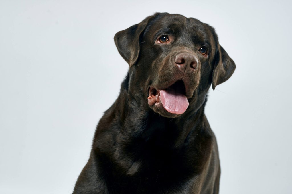 smeđi labrador retriver
