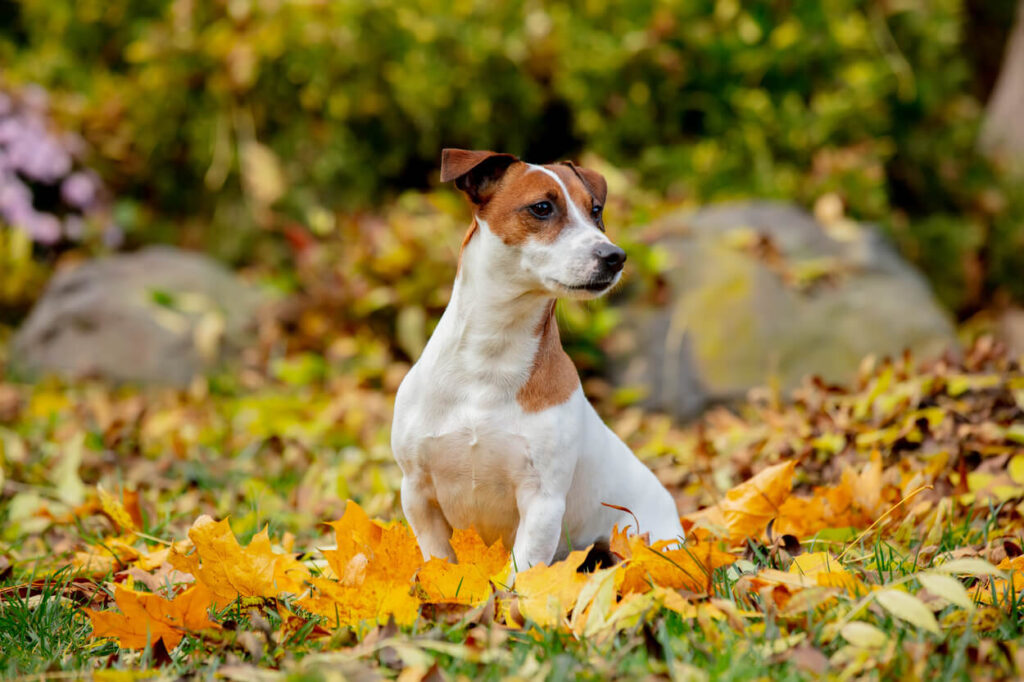 džek rasel terijer u prirodi