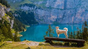 Pas gleda u jezero